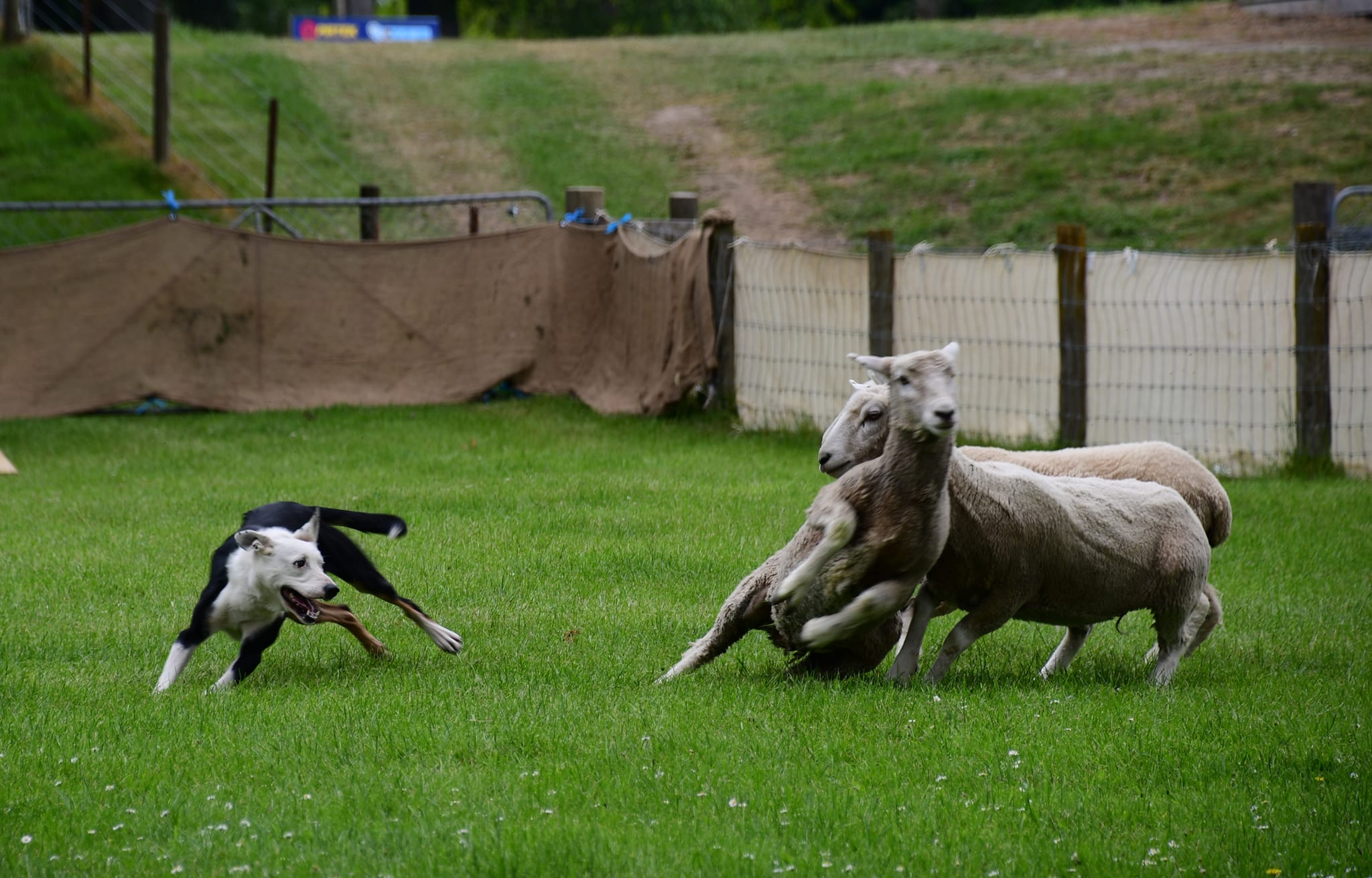 Dog Trialing - Visit Ruapehu.jpg